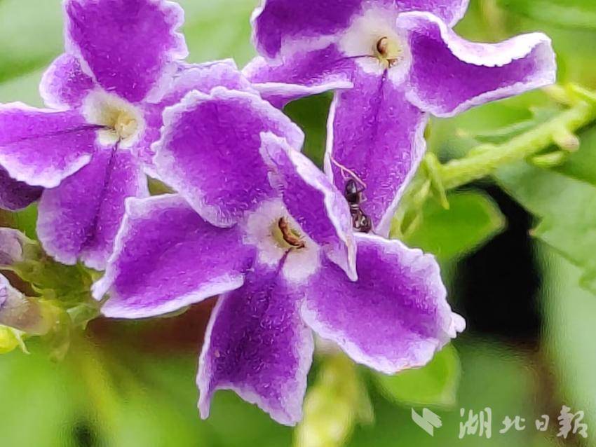 365开心川麻官方